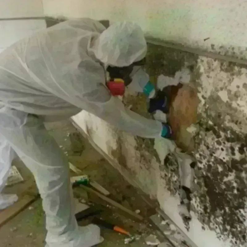 Mold Remediation and Removal in South Monroe, MI